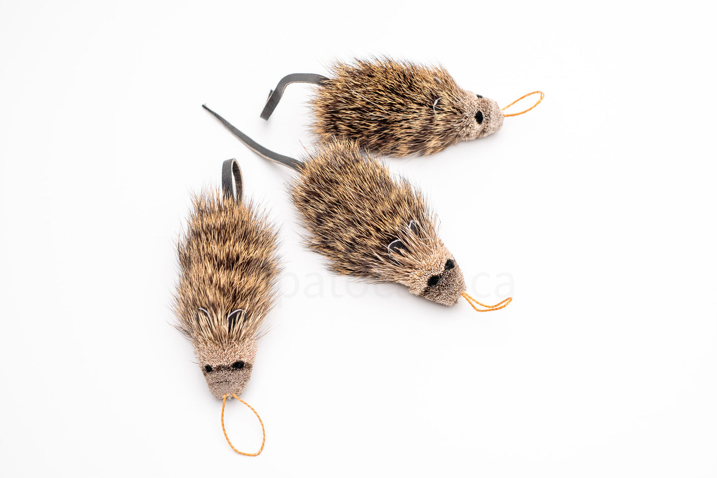 Vibrant Meadow Marsh Rice Rat