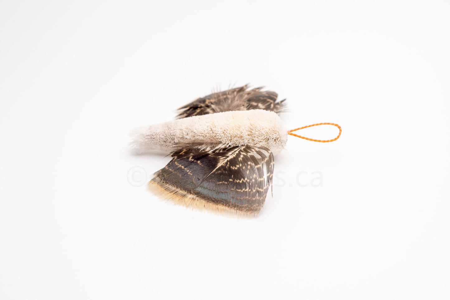 True North Snowy Moth