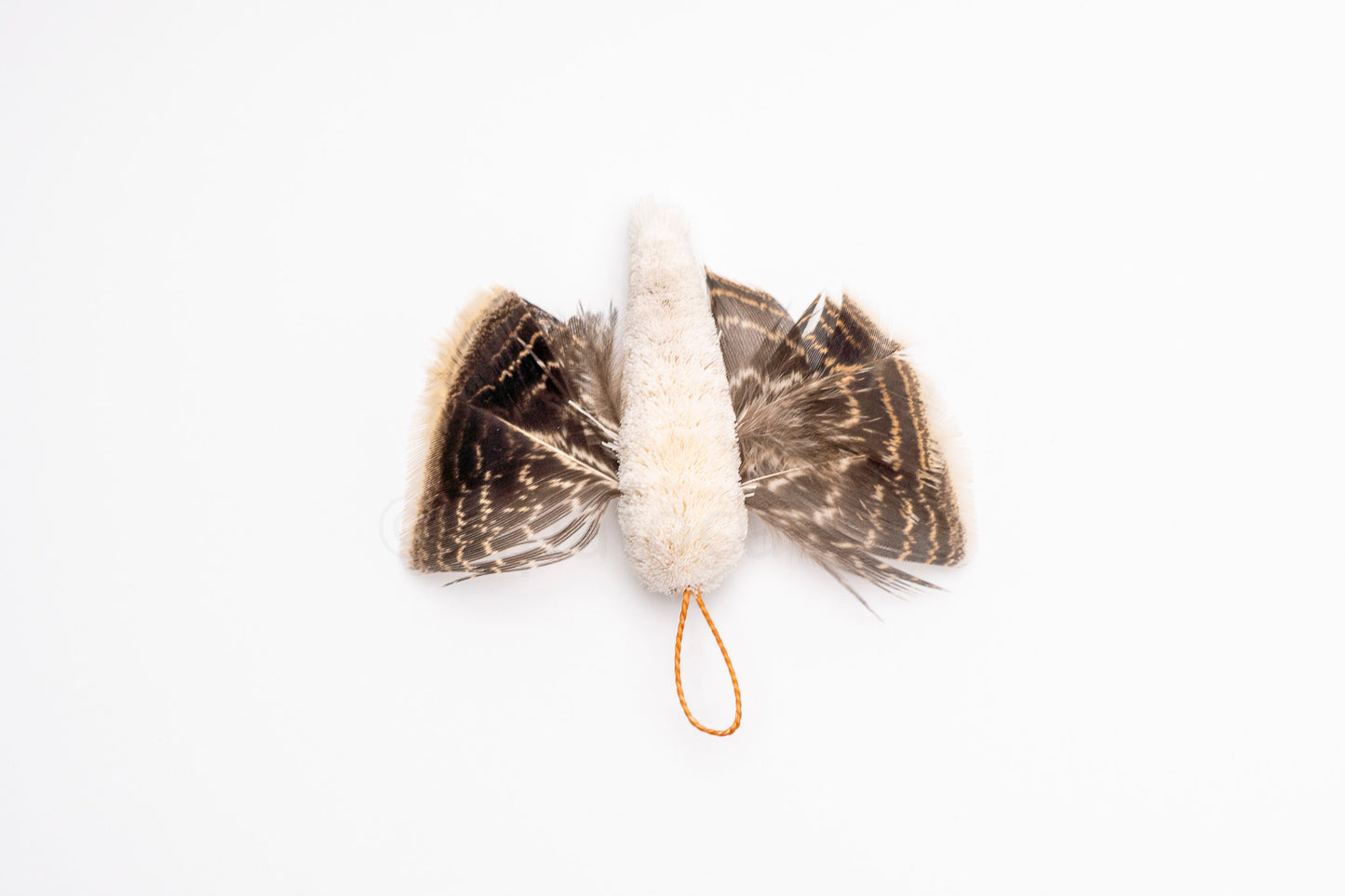 True North Snowy Moth