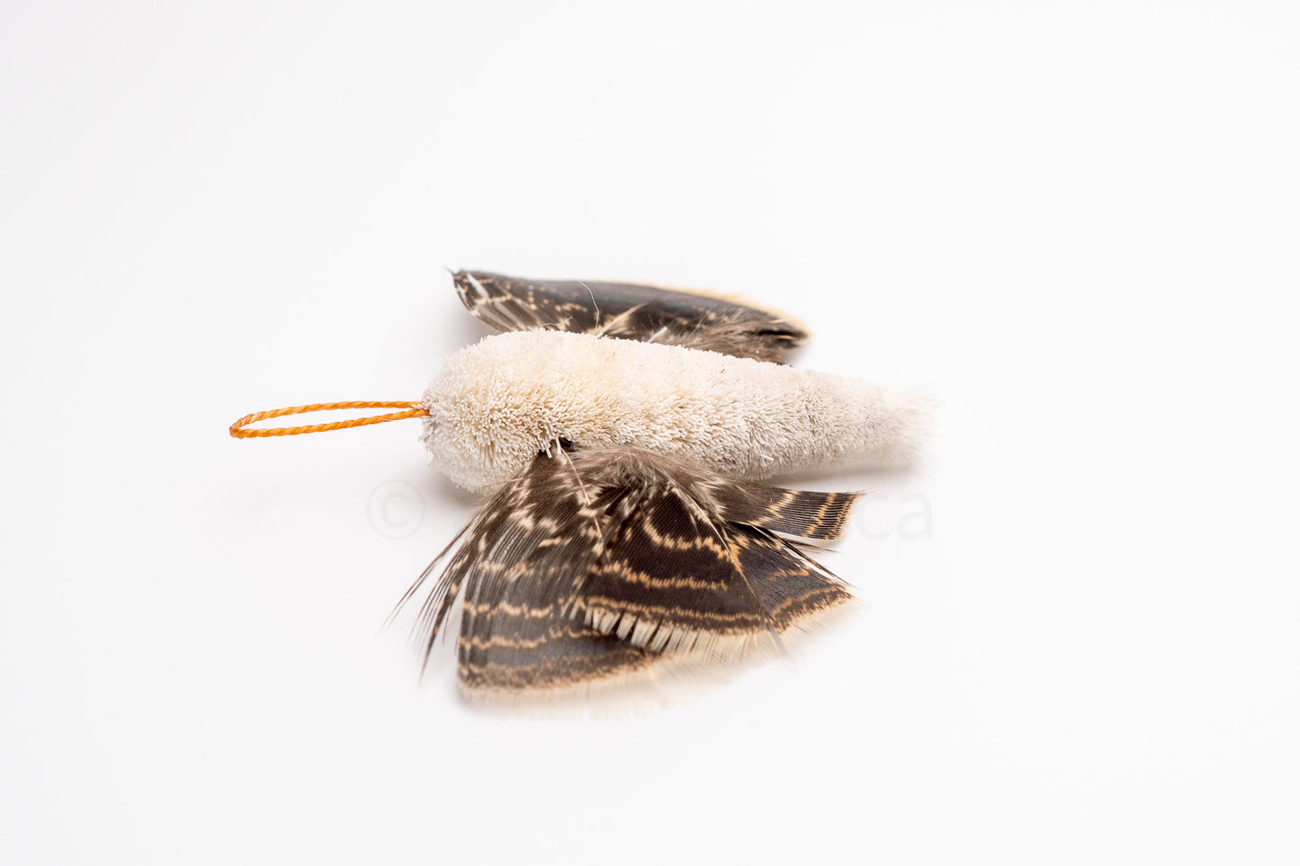 True North Snowy Moth