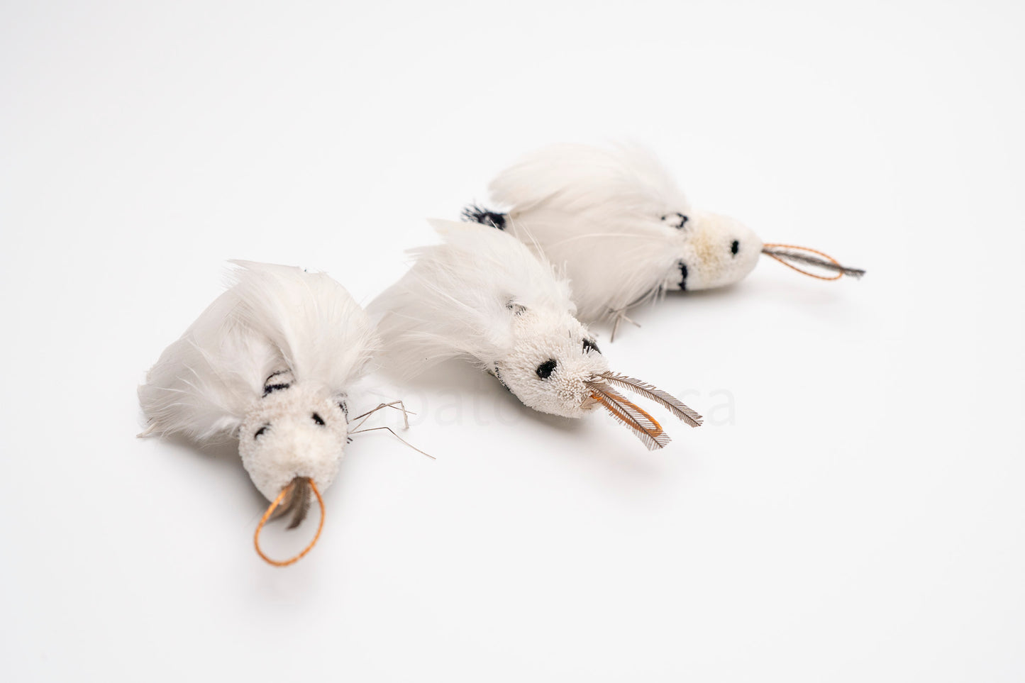 True North White Satin Moth