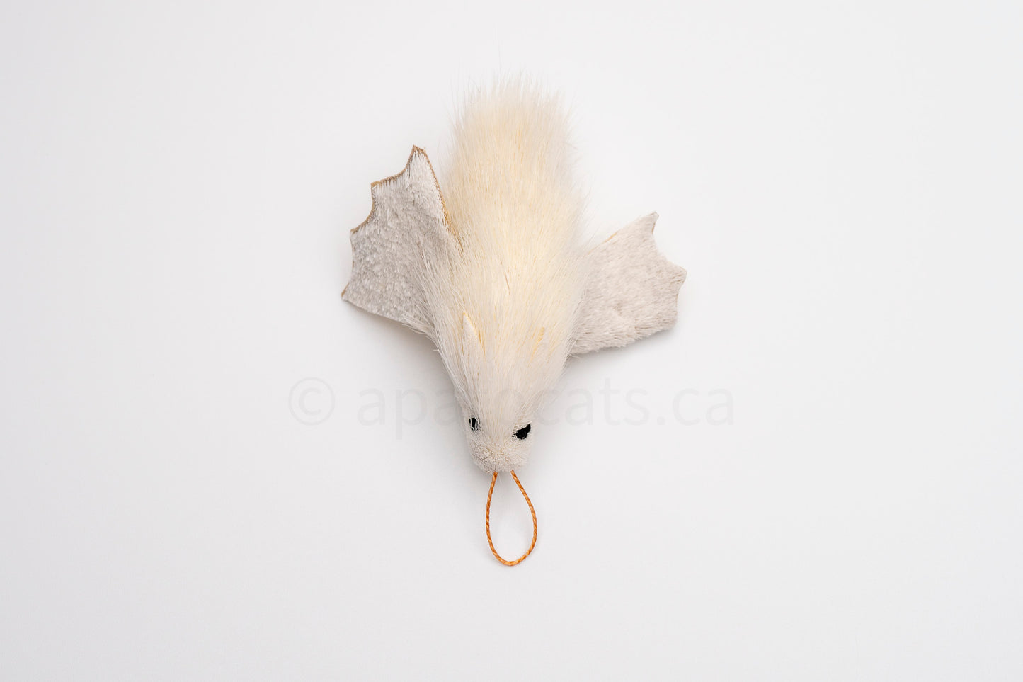 True North Honduran White Bat