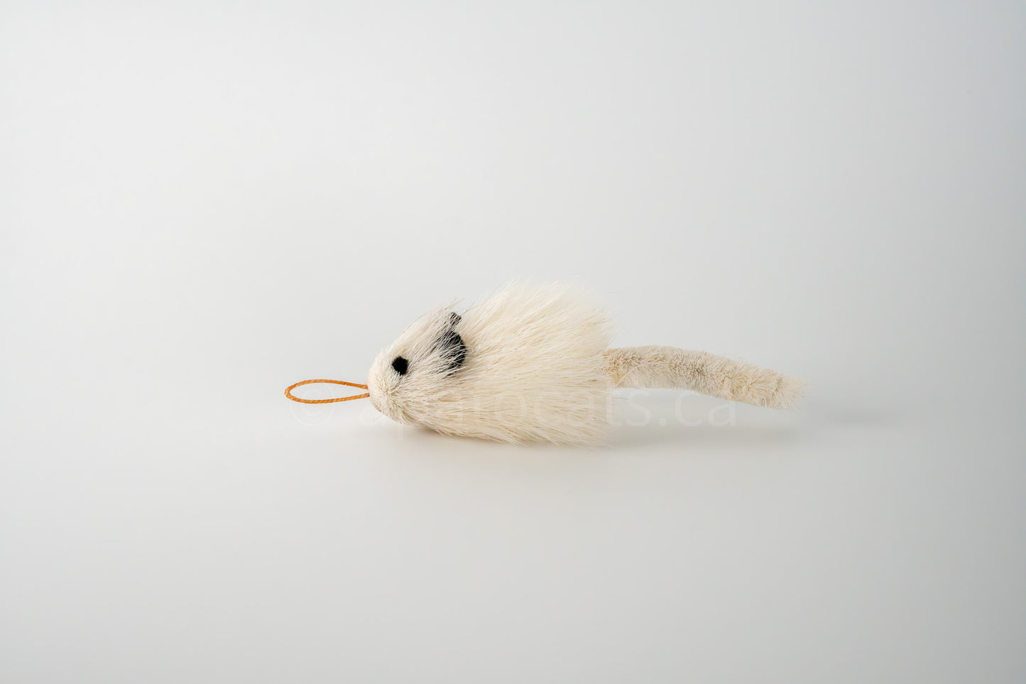 True North Travelling Chinchilla