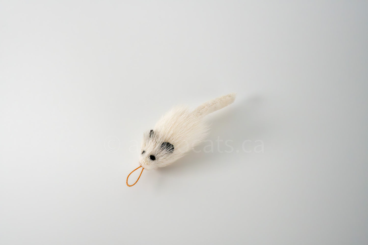 True North Travelling Chinchilla