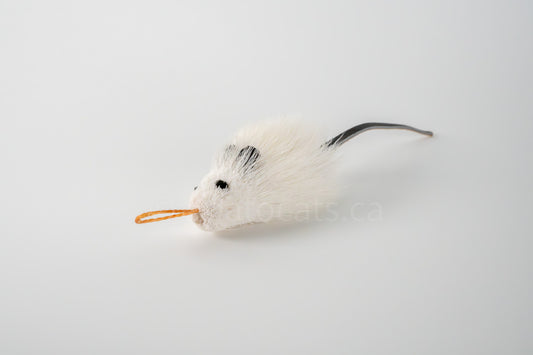 True North Angora Mouse