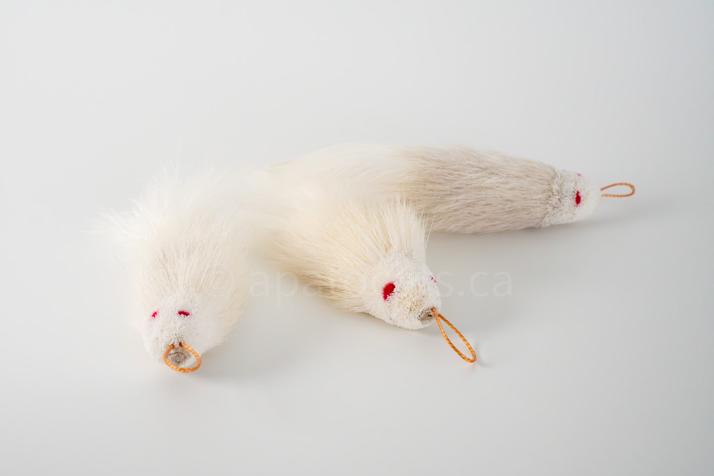 True North Snow White Guppy