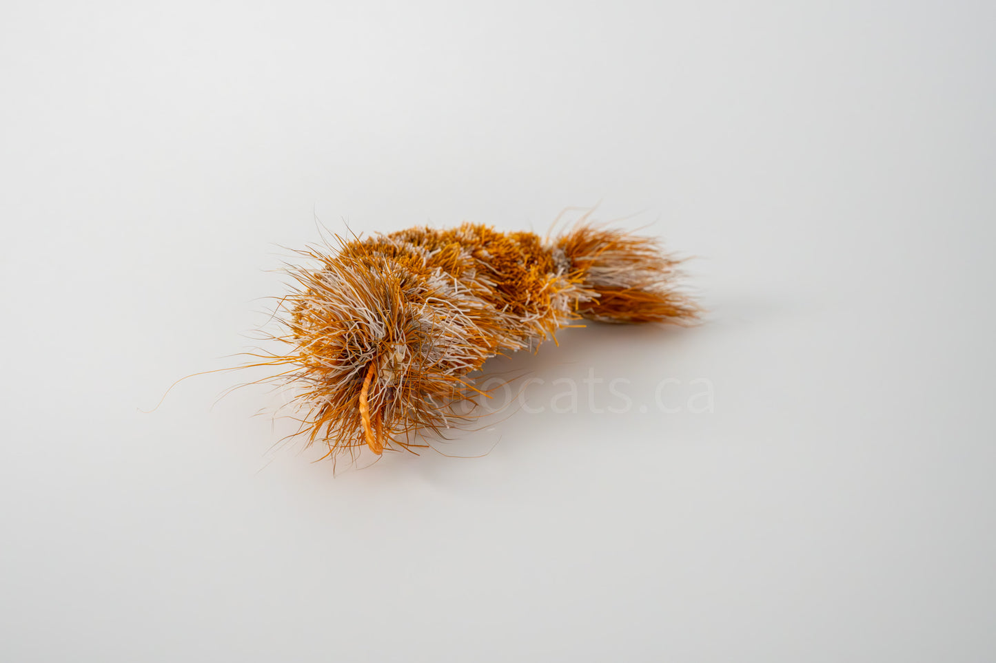 Vibrant Meadow Red Cherry (Actually Orange) Shrimp