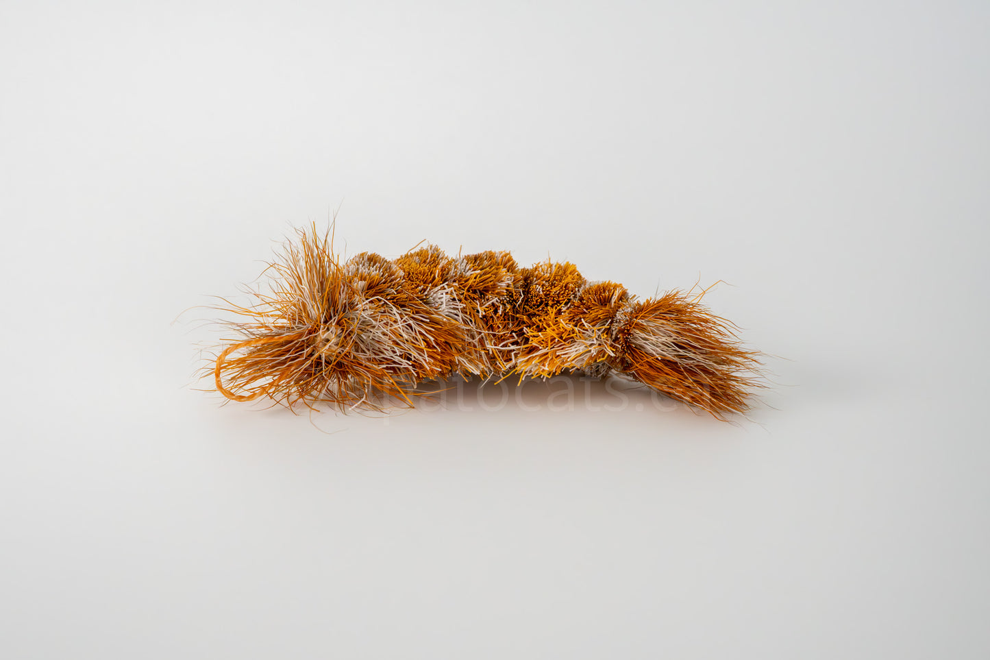 Vibrant Meadow Red Cherry (Actually Orange) Shrimp