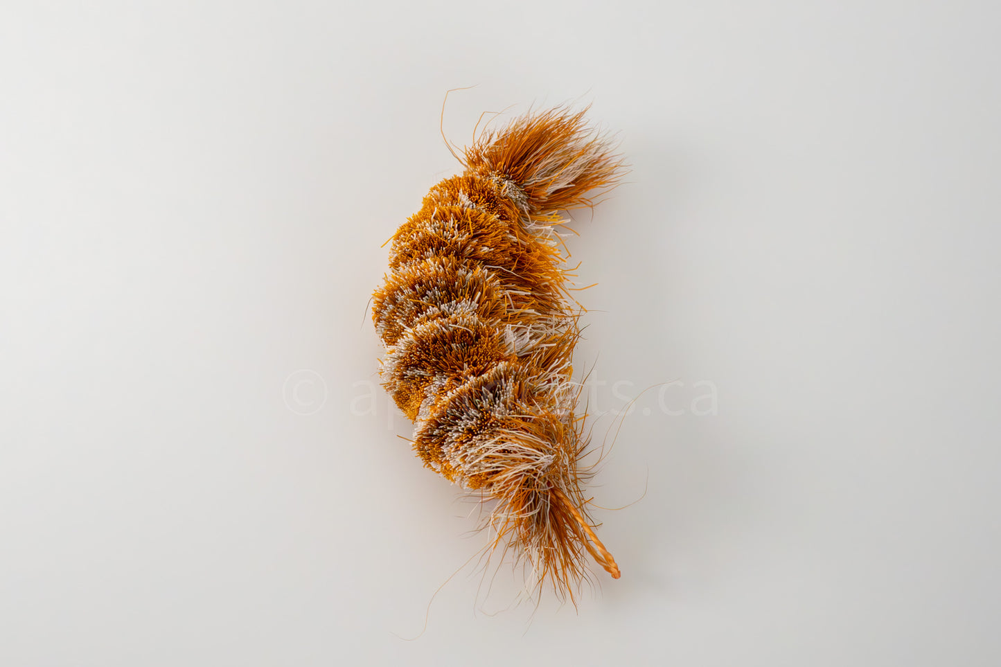 Vibrant Meadow Red Cherry (Actually Orange) Shrimp