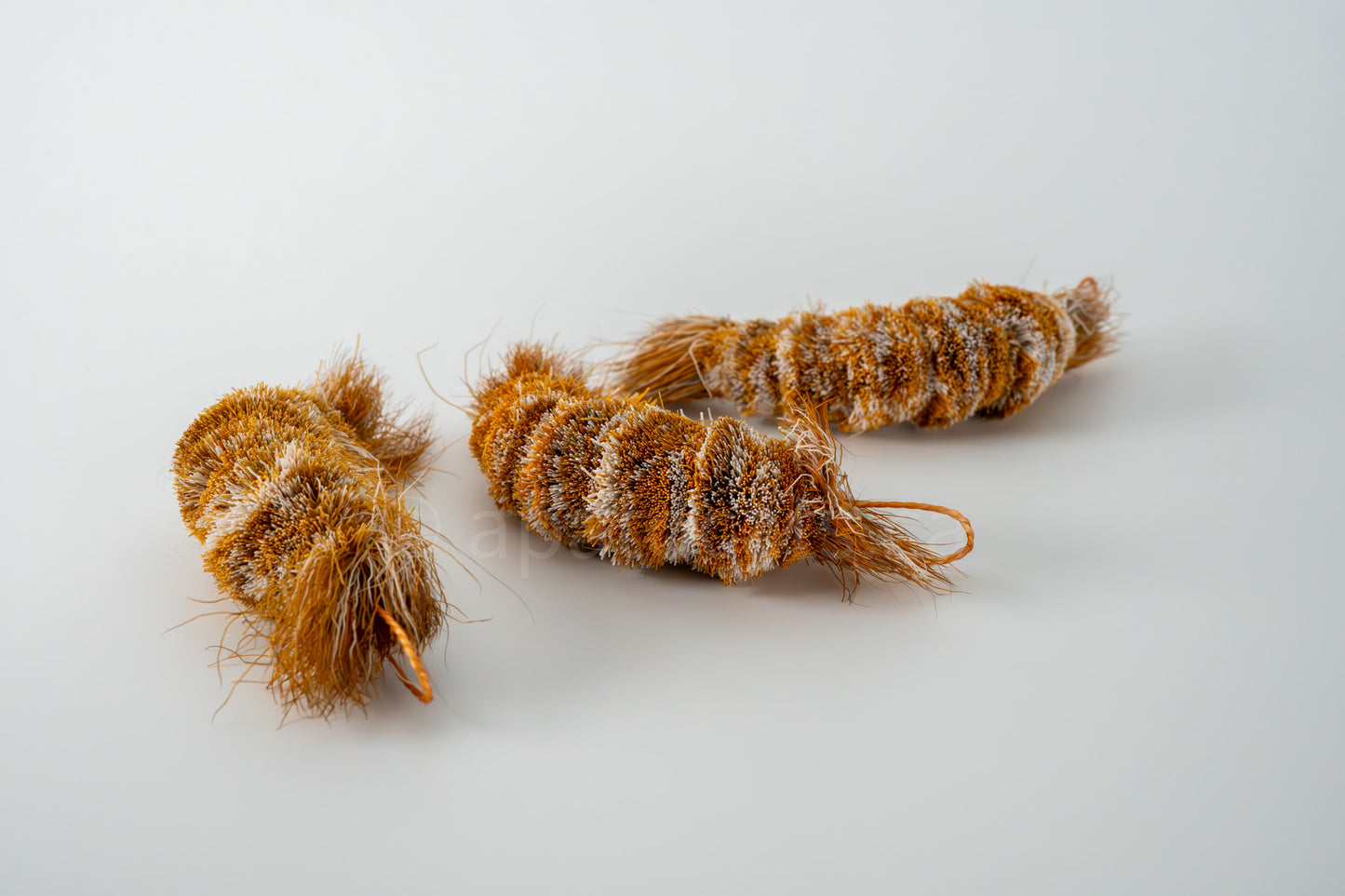 Vibrant Meadow Red Cherry (Actually Orange) Shrimp