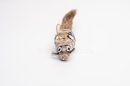 Vibrant Meadow Grey Fox Squirrel