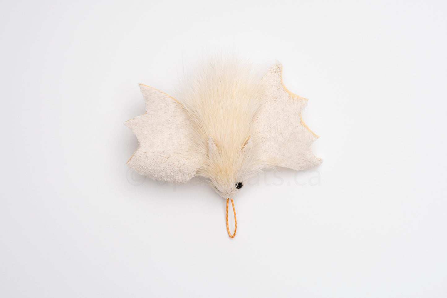 True North Northern Ghost Bat