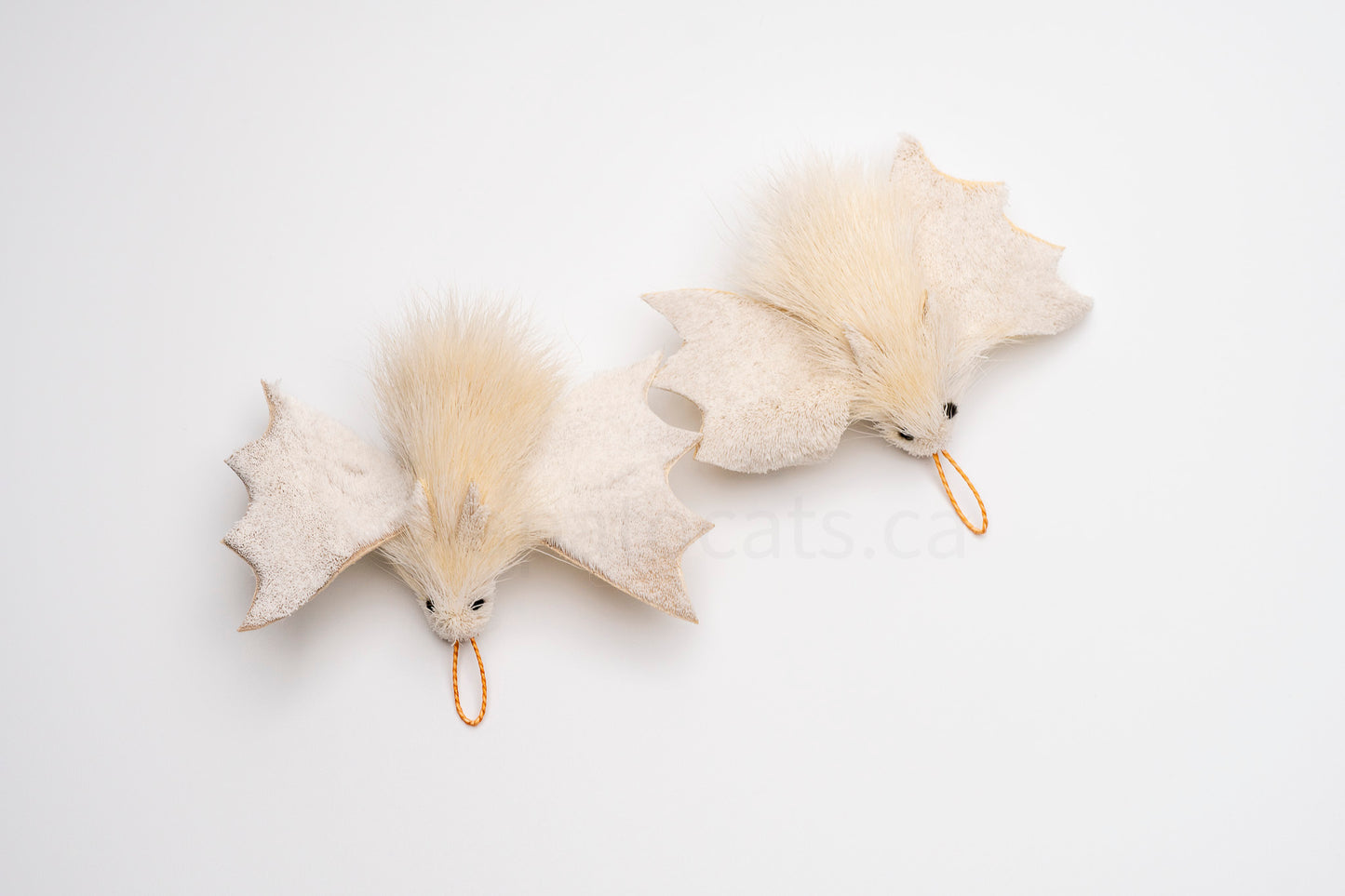 True North Northern Ghost Bat